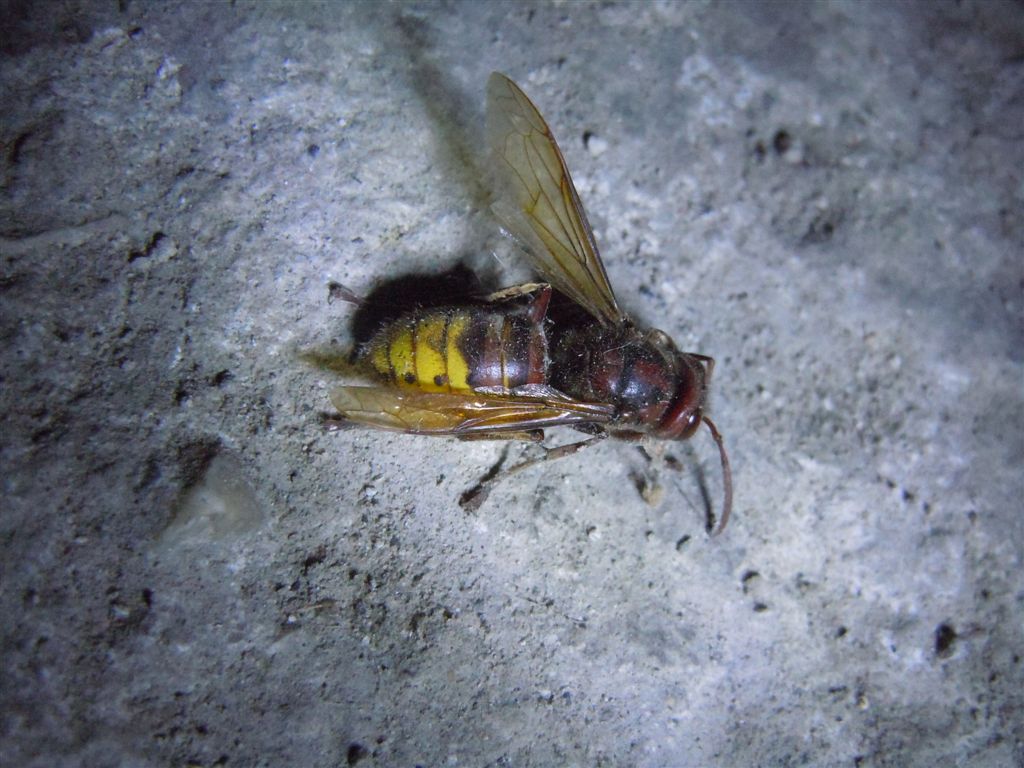 Vespa crabro agonizzante